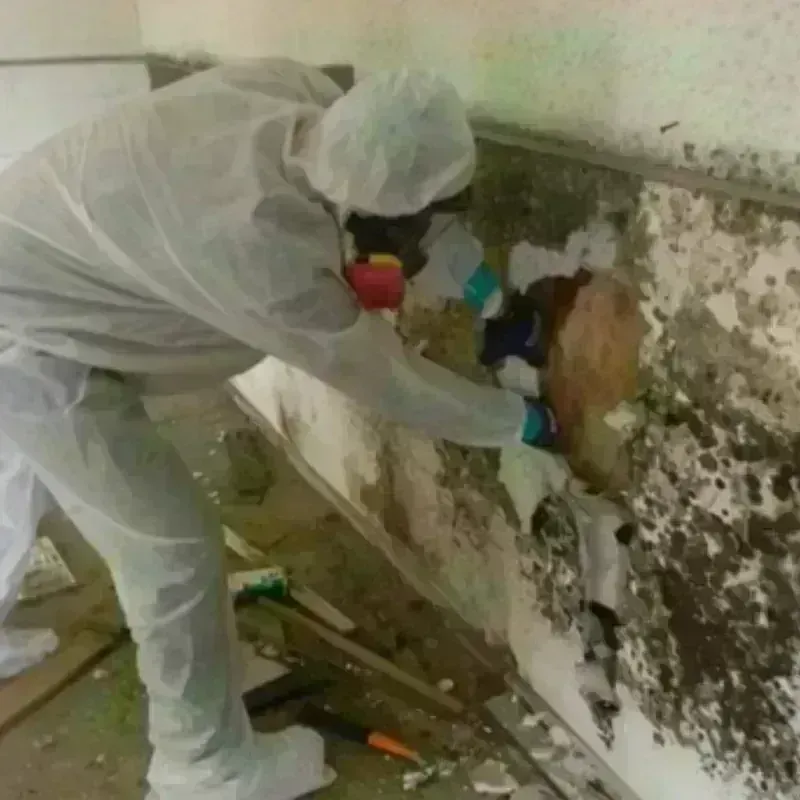 Mold Remediation and Removal in Golden Shores, AZ